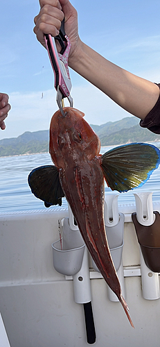 ホウボウの釣果