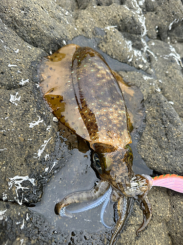 アオリイカの釣果