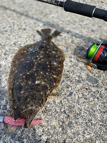 ヒラメの釣果