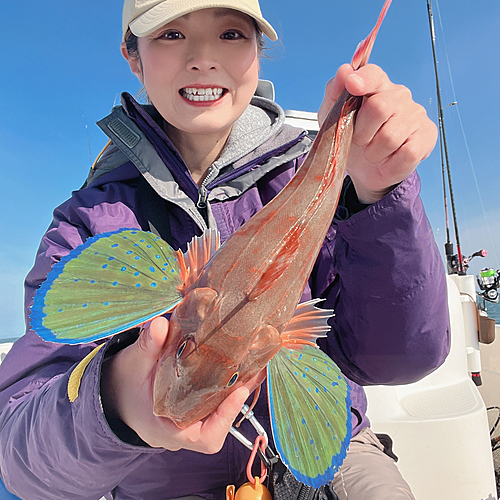 ホウボウの釣果