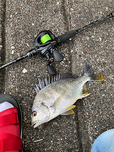 キビレの釣果