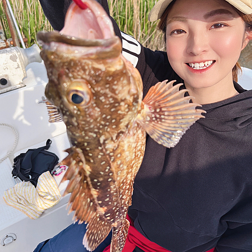 カサゴの釣果