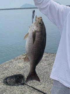 イサキの釣果