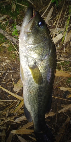 ブラックバスの釣果