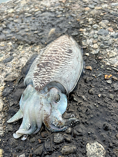 コウイカの釣果