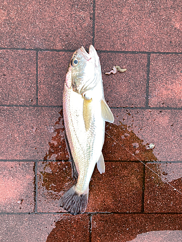 イシモチの釣果