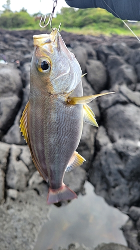 イサキの釣果