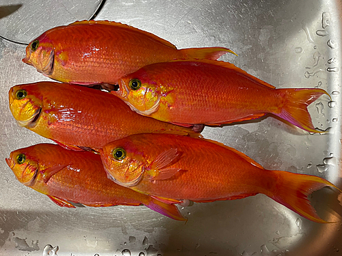 シキシマハナダイの釣果