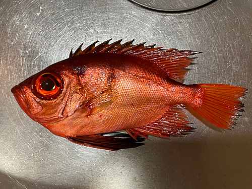 チカメキントキの釣果