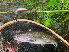 イワナの釣果