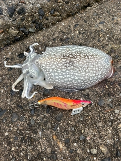 シリヤケイカの釣果