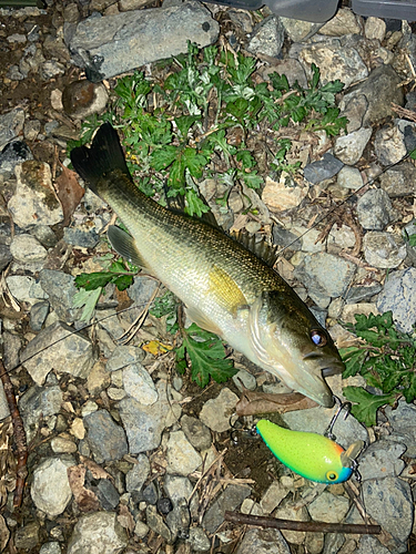 ブラックバスの釣果