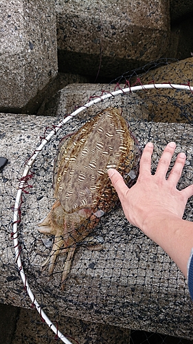 モンゴウイカの釣果