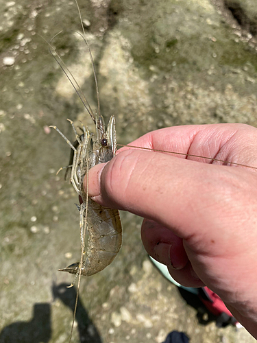 テナガエビの釣果