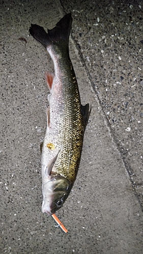 マルタウグイの釣果