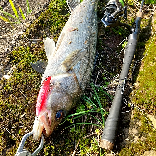 スズキの釣果