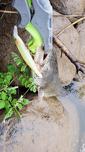 ナマズの釣果