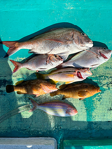 マダイの釣果