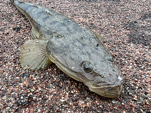 マゴチの釣果