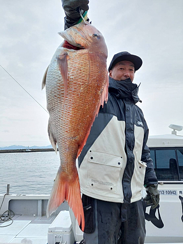 マダイの釣果