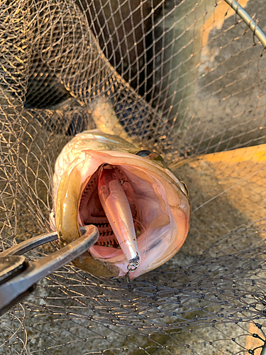 シーバスの釣果