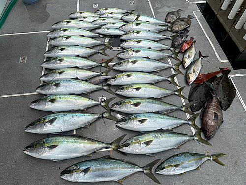 ワラサの釣果