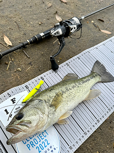 ブラックバスの釣果