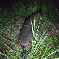 マナマズの釣果