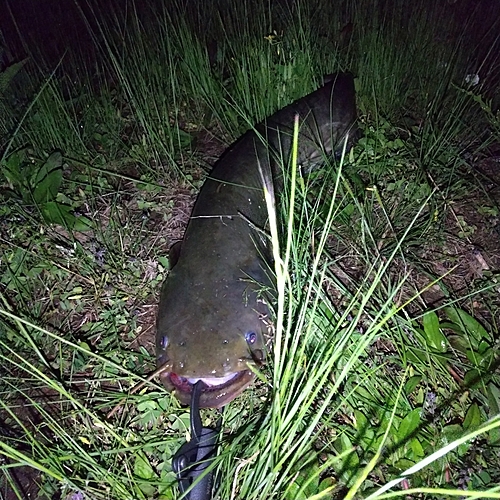 マナマズの釣果