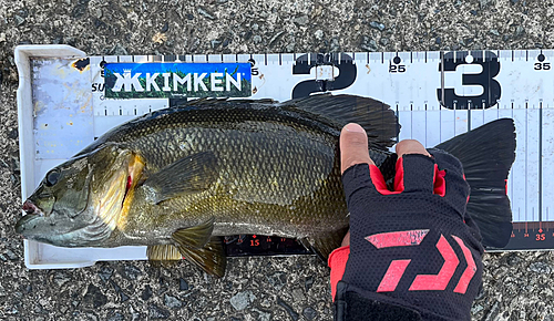 スモールマウスバスの釣果