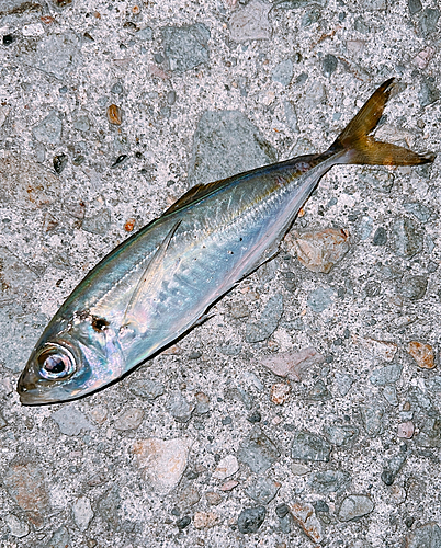 マアジの釣果