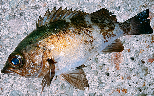 メバルの釣果