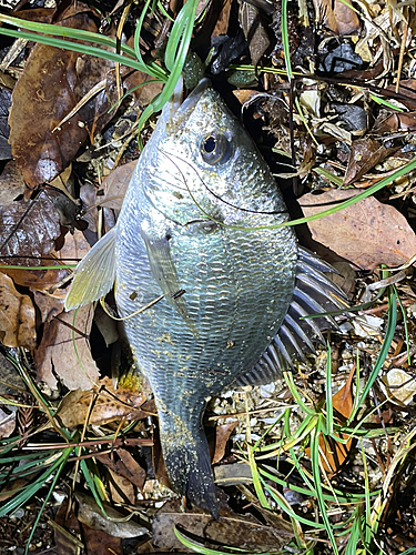 キビレの釣果