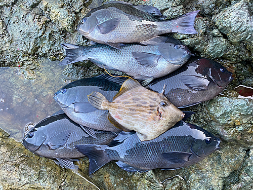 クチブトグレの釣果