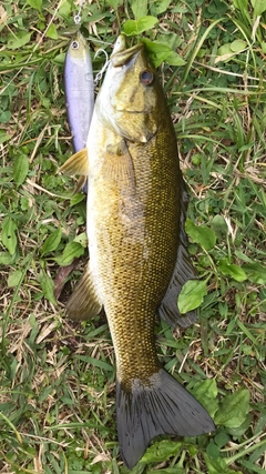 スモールマウスバスの釣果