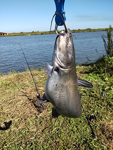 釣果