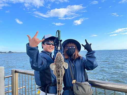 マゴチの釣果