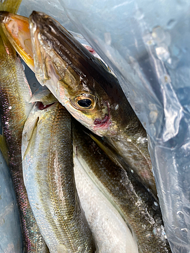 アカカマスの釣果