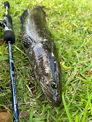 ライギョの釣果