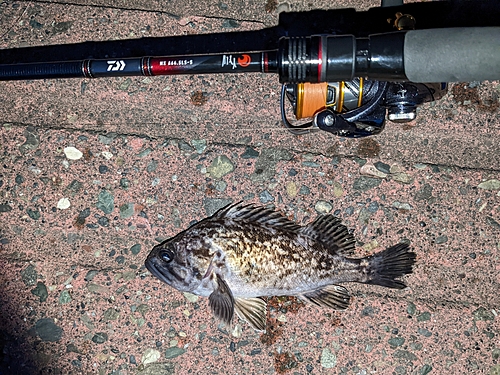 クロソイの釣果