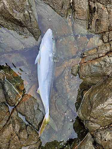 メジロの釣果