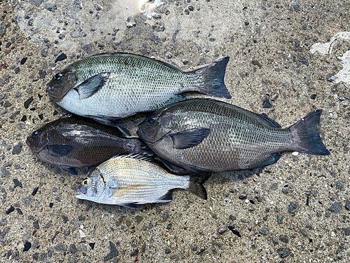 クチブトグレの釣果