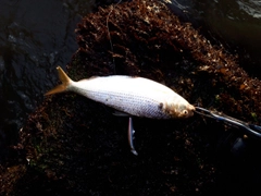 コノシロの釣果