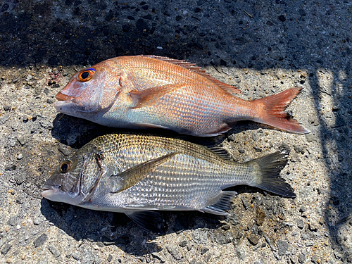 マダイの釣果