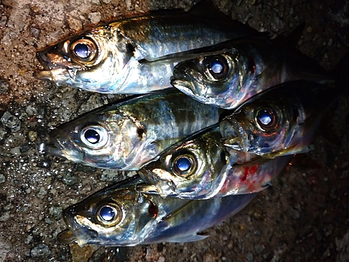 アジの釣果