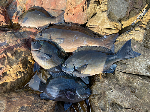 オナガグレの釣果