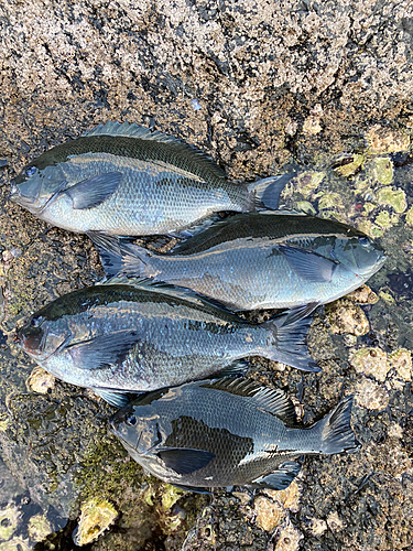 クチブトグレの釣果