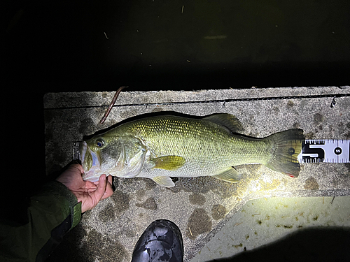 ブラックバスの釣果