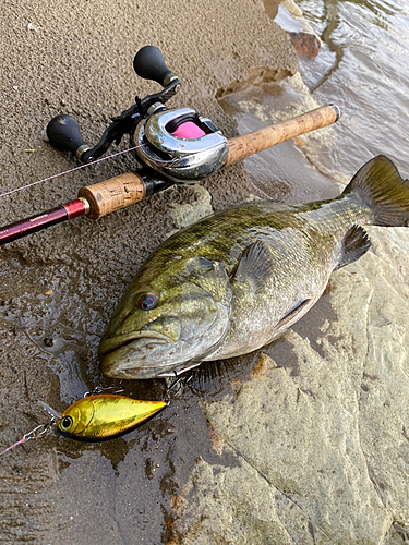 スモールマウスバスの釣果