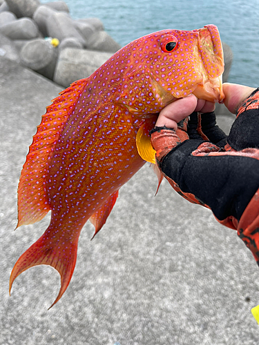 オジロバラハタの釣果